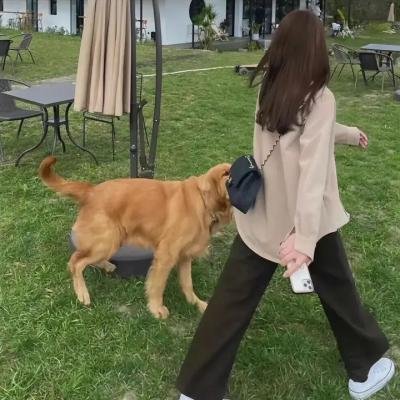 龙之奇迹